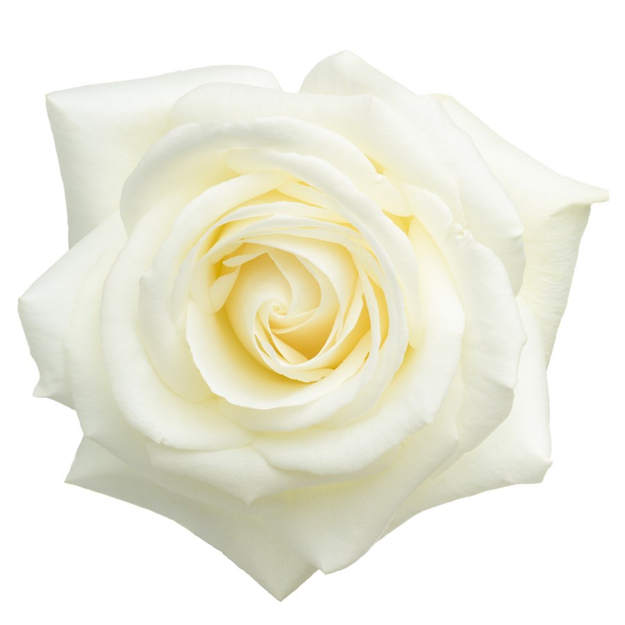 Rose alba